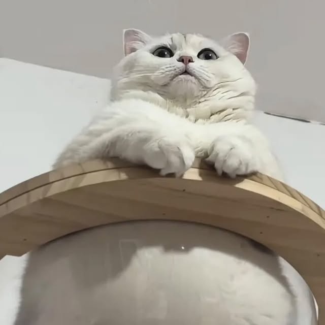 其他詐騙