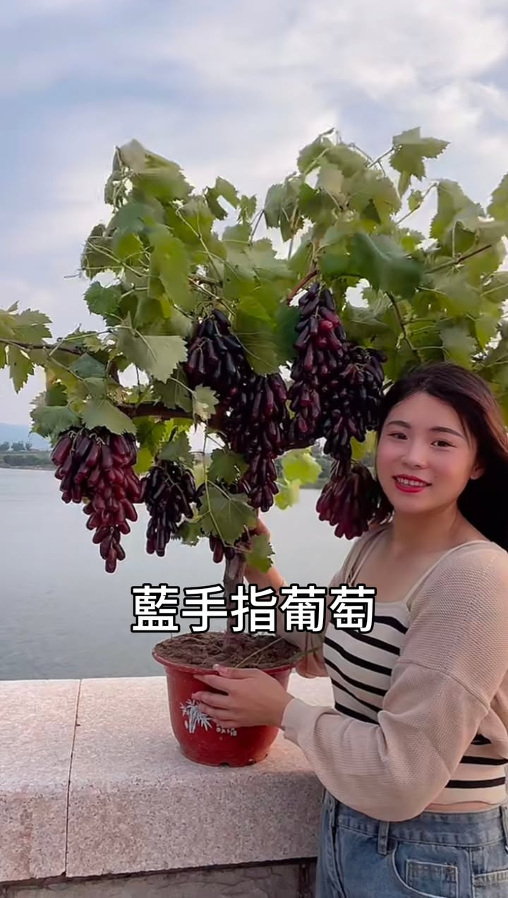 其他詐騙